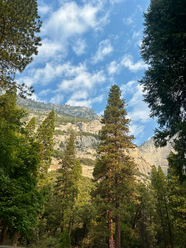 Pinus ponderosa, photograph 3