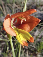 Gladiolus alatus