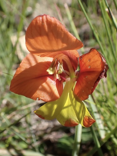 Gladiolus alatus, photograph 2