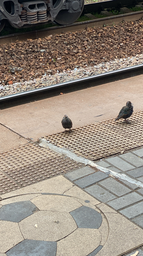 European Starling