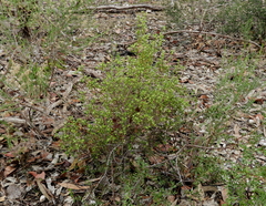 Pimelea hewardiana