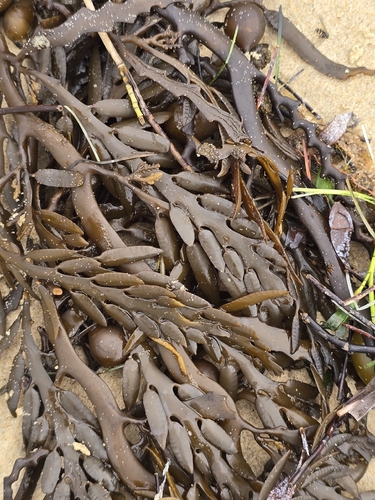 Cystophora platylobium observed 2026-09-26