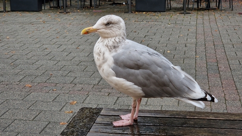 European Herring Gull