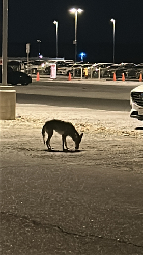 Coyote