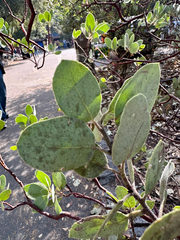 (c) Roberto Daniel Avila, some rights reserved (CC BY) Arctostaphylos viscida, photograph (c) Roberto Daniel Avila, some rights reserved (CC BY)