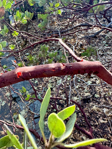 Arctostaphylos viscida, photograph 3