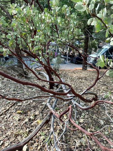 Arctostaphylos viscida, photograph 4