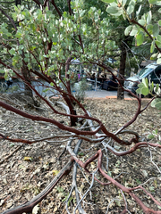 (c) Roberto Daniel Avila, some rights reserved (CC BY) Arctostaphylos viscida, photograph (c) Roberto Daniel Avila, some rights reserved (CC BY)