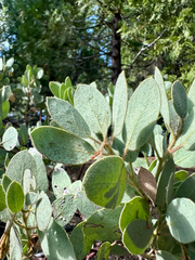 Arctostaphylos viscida
