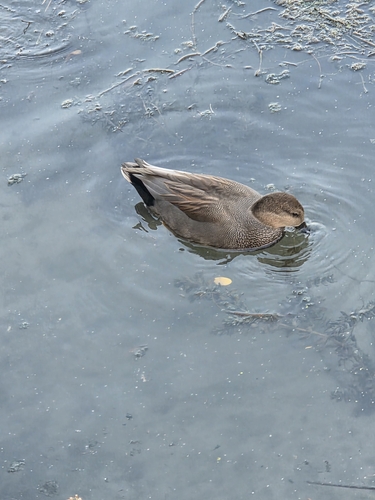 Gadwall