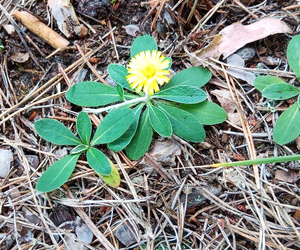 Pilosella officinarum; photograph author not stated, no rights reserved