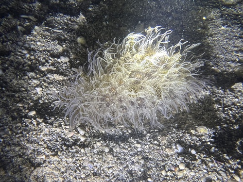 Ragged Seahare