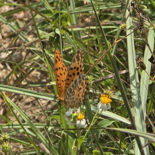 Tropical Fritillary