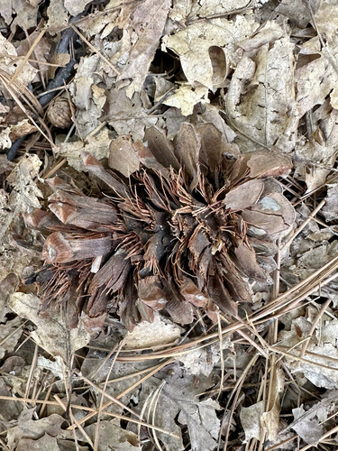 Pinus ponderosa