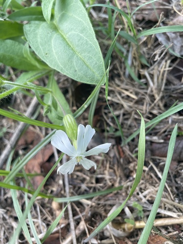 white campion