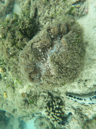 Bear Paw Clam