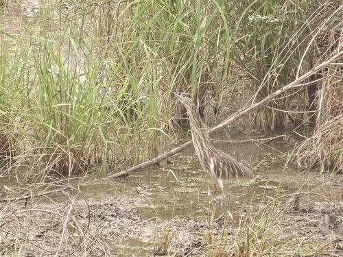 Madagascar Pond-Heron
