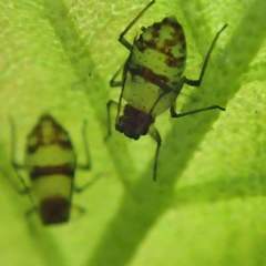 Callipterinella tuberculata