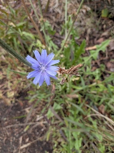 chicory