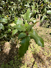 Quercus chrysolepis, photograph (c) Roberto Daniel Avila, some rights reserved (CC BY)