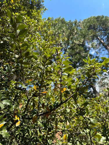Quercus chrysolepis, photograph 6