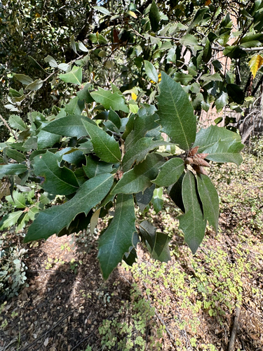 Quercus chrysolepis, photograph 4
