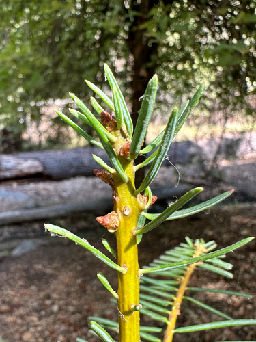 Abies concolor