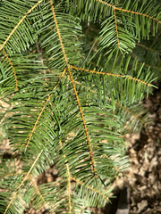 Abies concolor, photograph (c) Roberto Daniel Avila, some rights reserved (CC BY)