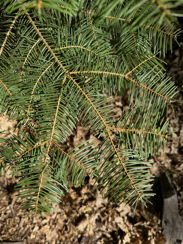 Abies concolor, photograph 2