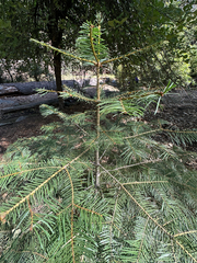 Abies concolor, photograph (c) Roberto Daniel Avila, some rights reserved (CC BY)