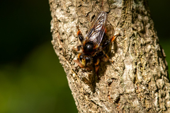 Laphria mitsukurii
