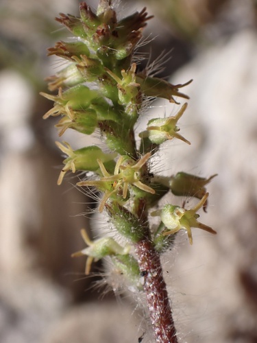 Holothrix villosa, photograph 2