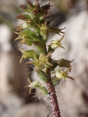 Holothrix villosa, photograph (c) Cricket Raspet, some rights reserved (CC BY)