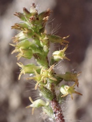 Holothrix villosa, photograph (c) Cricket Raspet, some rights reserved (CC BY)