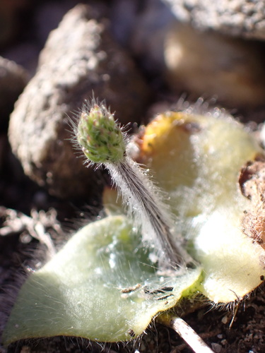 Holothrix villosa, photograph 3