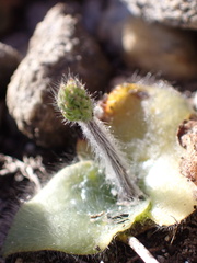 Holothrix villosa, photograph (c) Cricket Raspet, some rights reserved (CC BY)