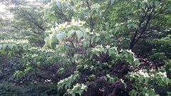 Angiospermae