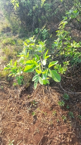 Searsia pyroides, photograph 1