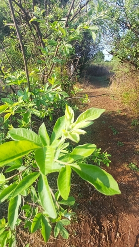 Searsia pyroides, photograph 2