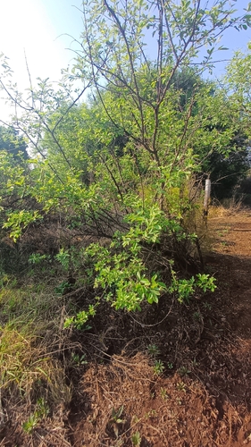 Searsia pyroides, photograph 3