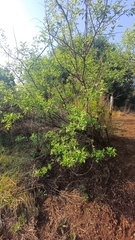 Searsia pyroides, photograph (c) Peter Le Roux, some rights reserved (CC BY)