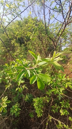 Searsia pyroides, photograph 4