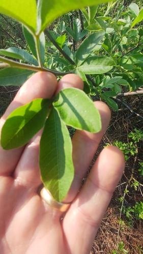 Searsia pyroides, photograph 5