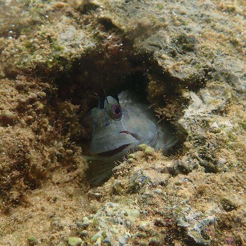 Istiblennius edentulus observed 2026-09-26