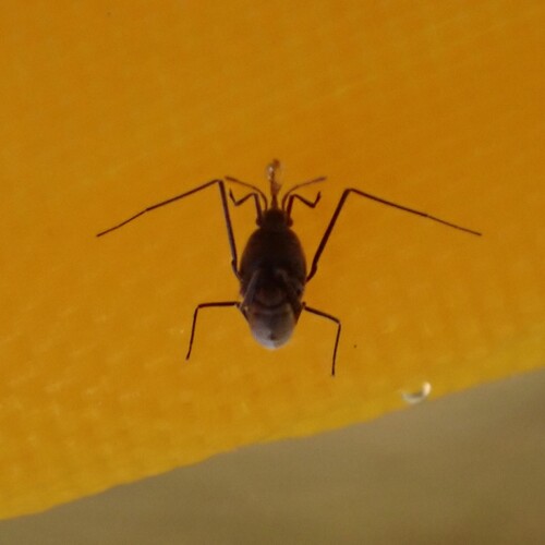 Halovelia bergrothi, 2026-09-26