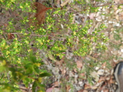 Pimelea hewardiana