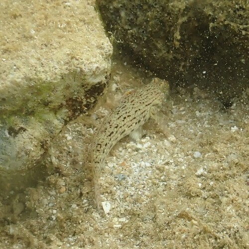 Istigobius ornatus observed 2026-09-26