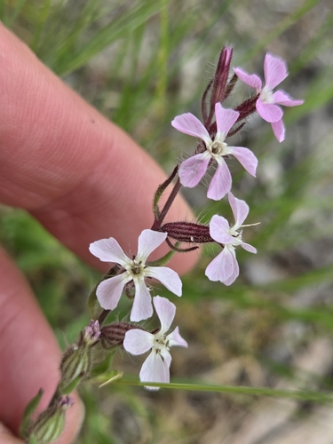 Small-flowered Catchfly