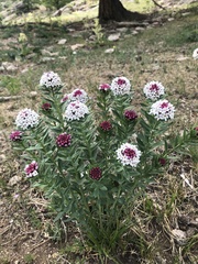 Stellera chamaejasme