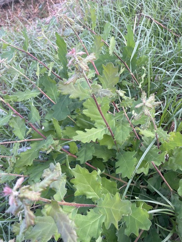 downy oak